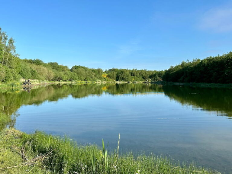 Søbillede med brinker og skov